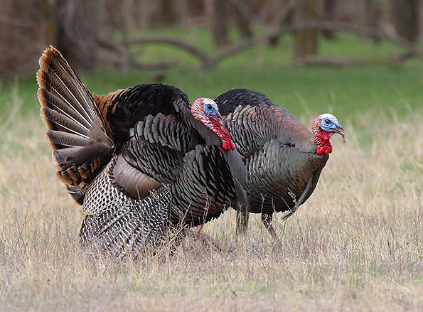 Wild Turkey Pics